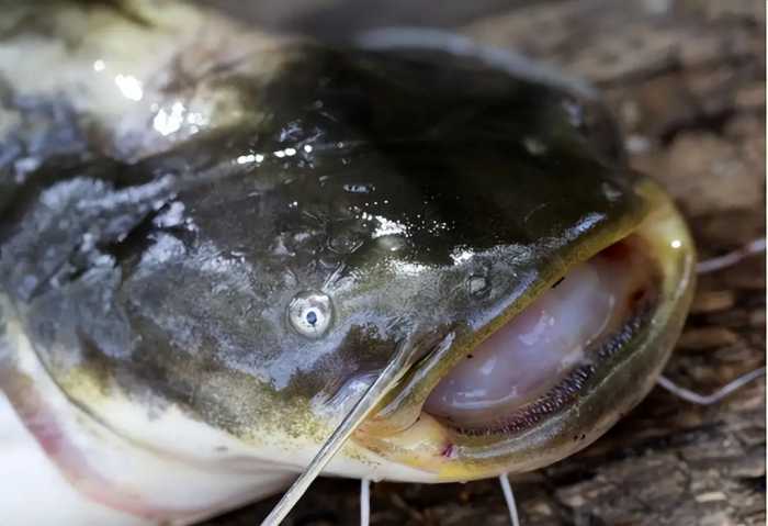 浑身都是“寄生虫”的4种鱼，卖鱼老板自己都不吃，白送也别要！