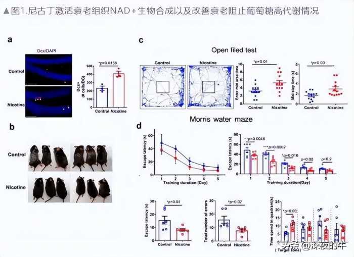 吸烟或成长寿秘方，尼古丁可延缓衰老？中科院重磅研究颠覆认知！